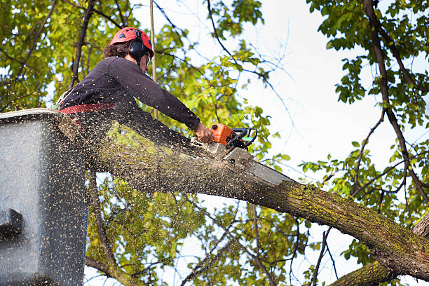 Tree Root Removal in Belzoni, MS